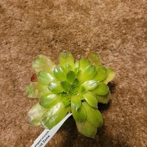 4 inch green and yellow succulent